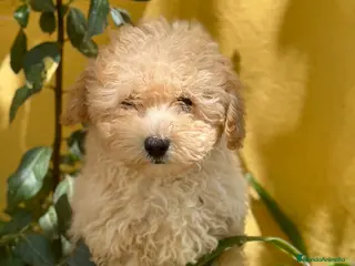 Caniche Toy perros CANICHES DISPONIBLES EXCELENTE LINEA - Anuncio 13