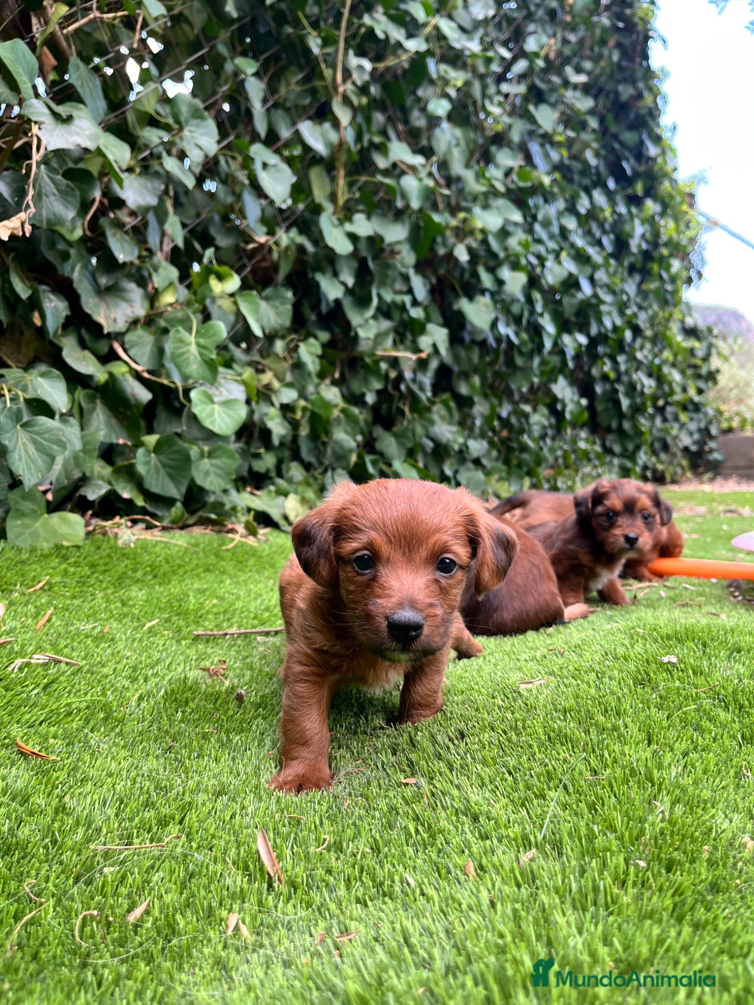 Raza Mixta perros Jackapoo raza pequeña 🐣 - Anuncio 2