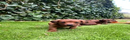Raza Mixta perros en venta: Jackapoo raza pequeña 🐣 - Anuncio 1