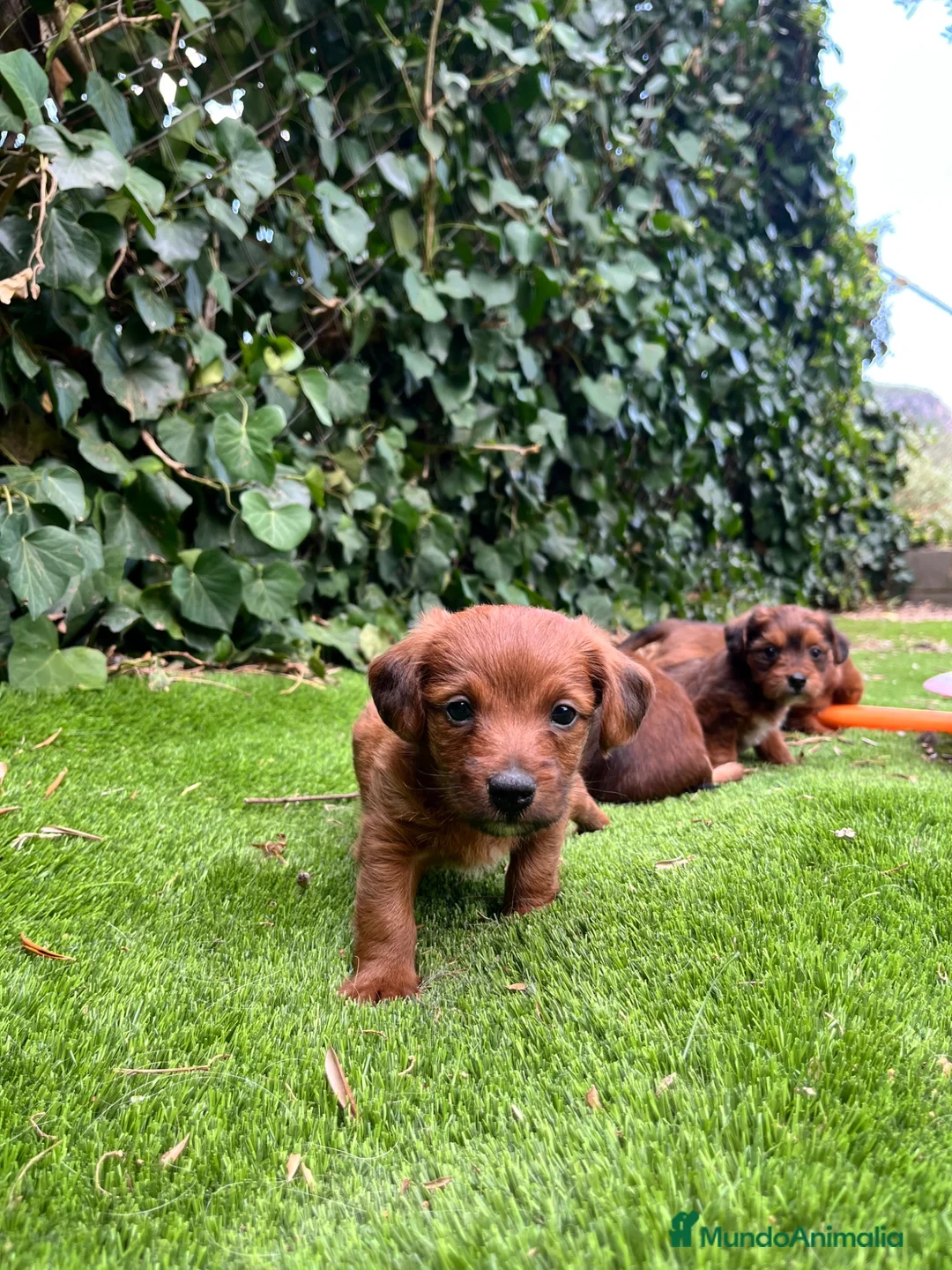 Raza Mixta perros en venta: Jackapoo raza pequeña 🐣 - Anuncio 1