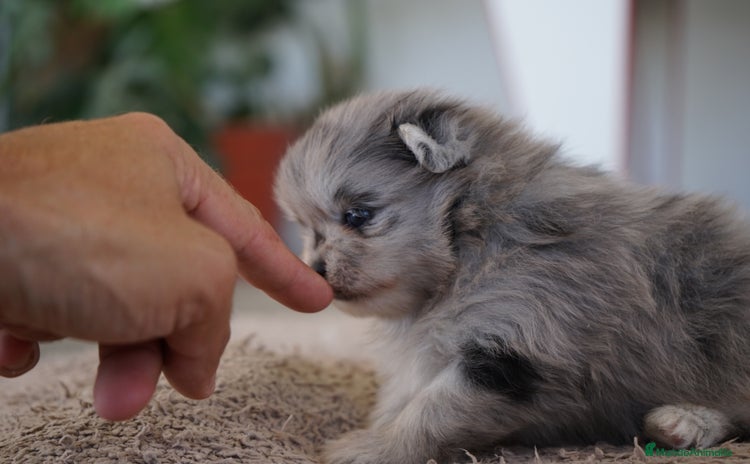 Pomerania perros - Anuncio 6