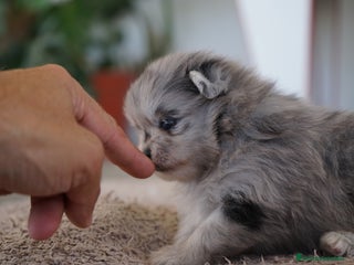 Pomerania perros - Anuncio 23