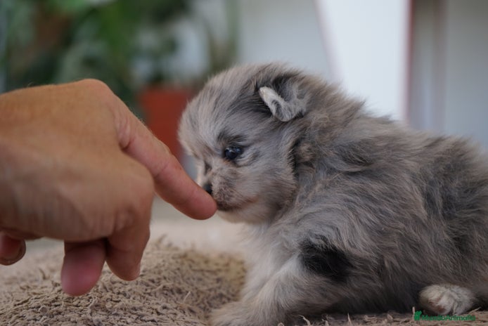 Pomerania perros - Anuncio 2