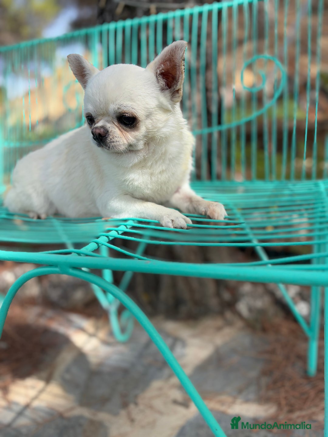 Chihuahua perros en venta: Chihuahua Toy entrega en Diciembre - Anuncio 10