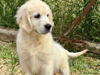 Golden Retriever perros en Barcelona - Anuncio 33