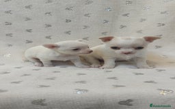 Chihuahua perros en venta: Chihuahua macho y hembra  - Imagen 5