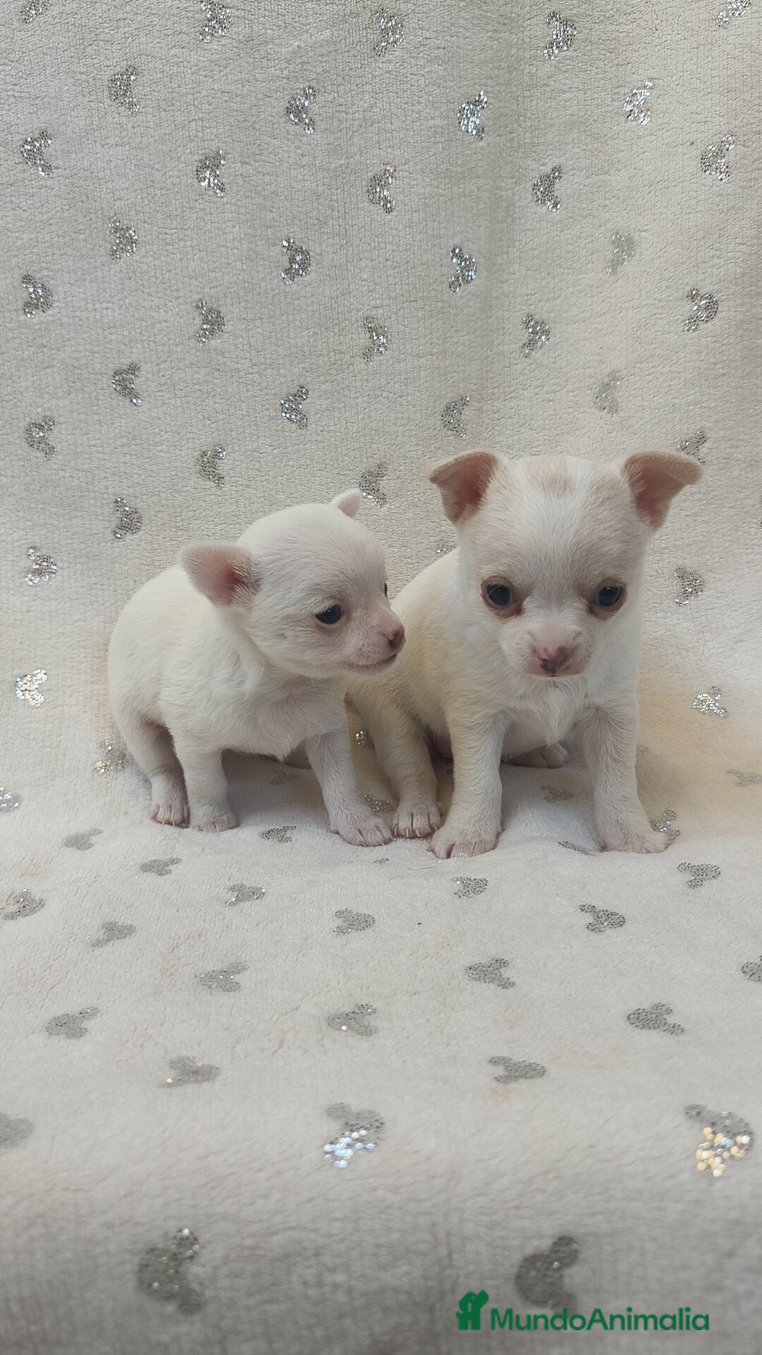 Chihuahua perros en venta: Chihuahua macho y hembra  - Imagen 5