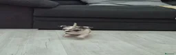 Chihuahua perros en venta: Impresionantes chihuahuas micro Toys - Anuncio 1