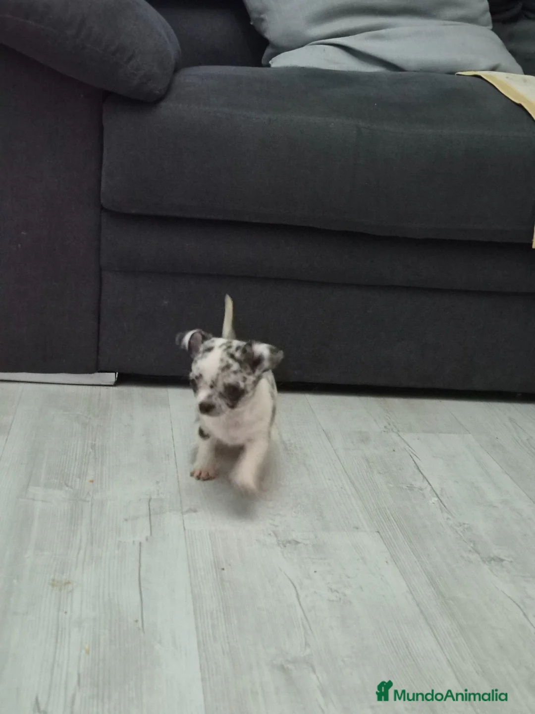 Chihuahua perros en venta: Impresionantes chihuahuas micro Toys - Anuncio 1