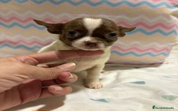 Chihuahua perros en venta: Chihuahua toy rusa - Imagen 3