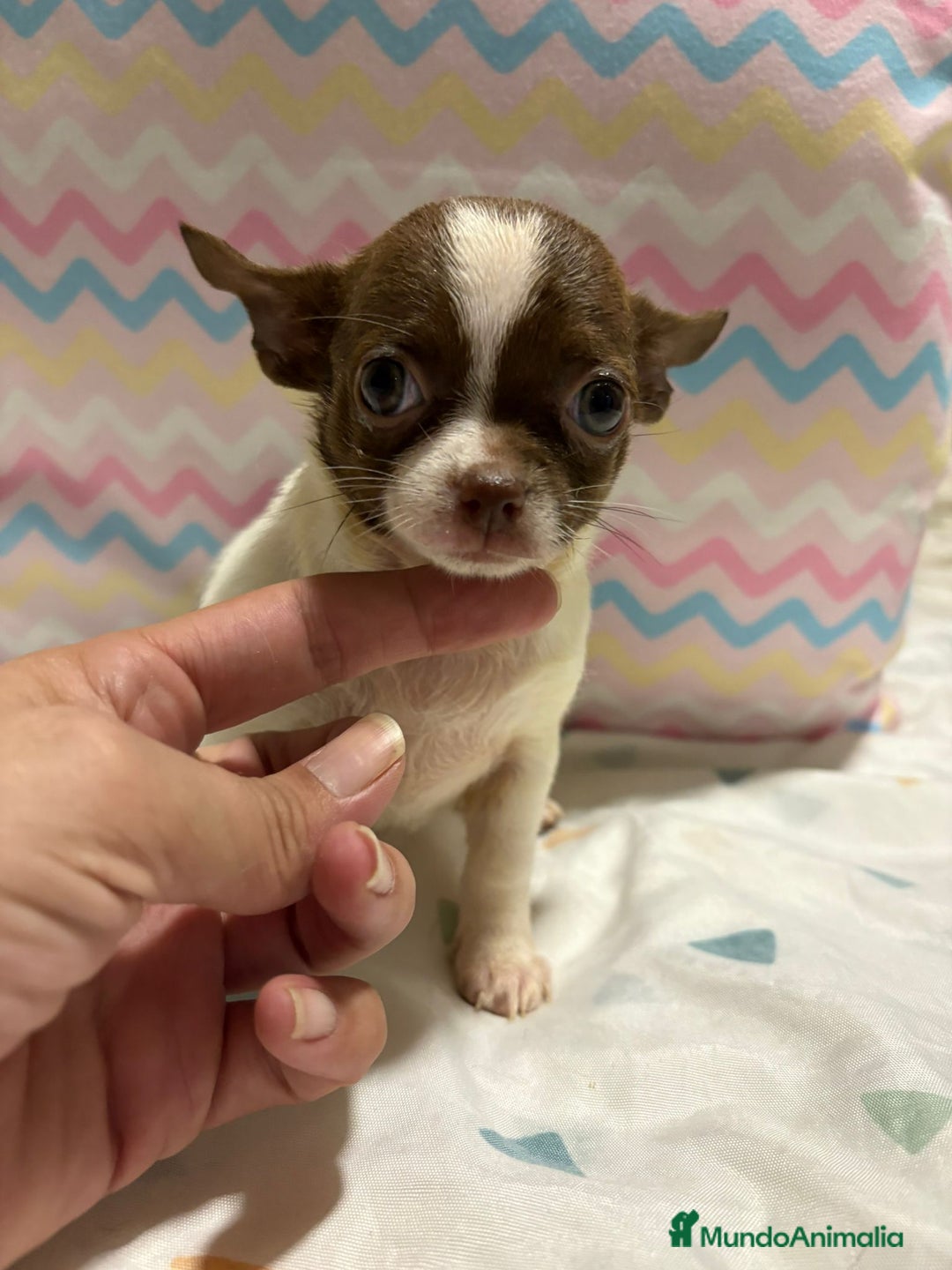 Chihuahua perros en venta: Chihuahua toy rusa - Imagen 3