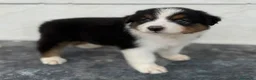 Pastor Australiano perros en venta:  Bahia de Txingudi Pastor Australiano  - Anuncio 16