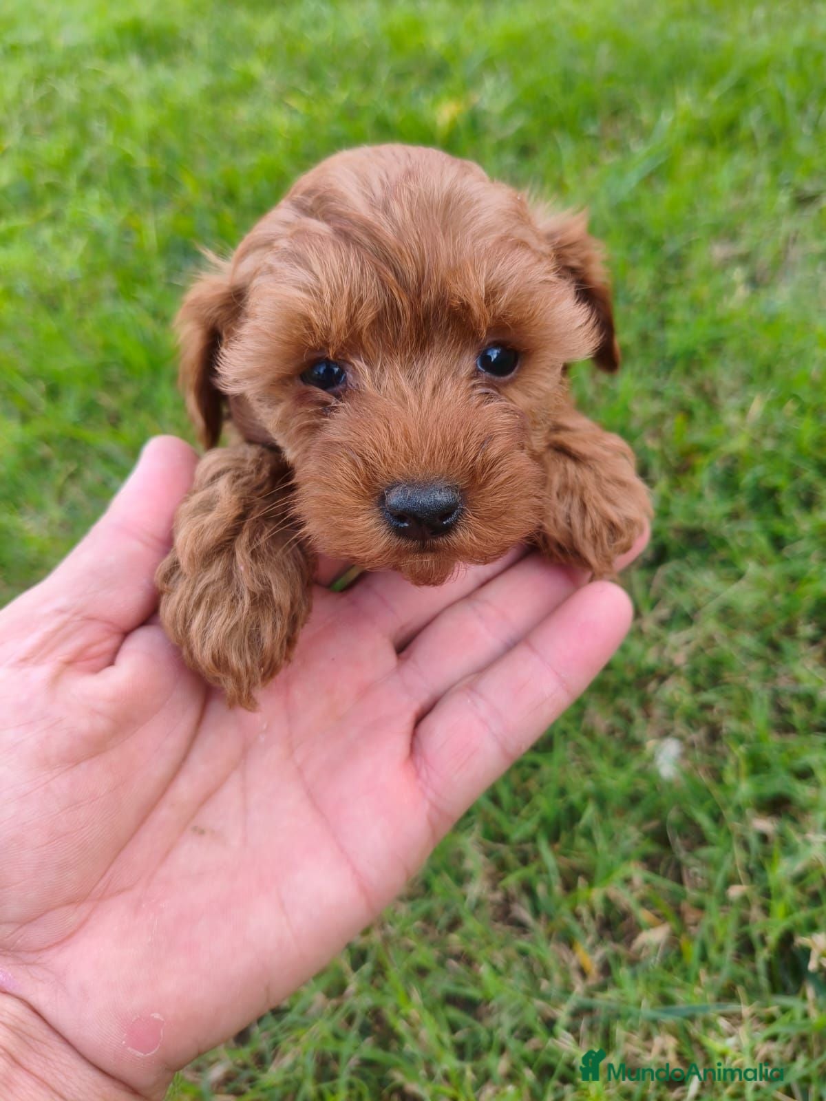 Maltipoo perros maltipoo - Anuncio 1