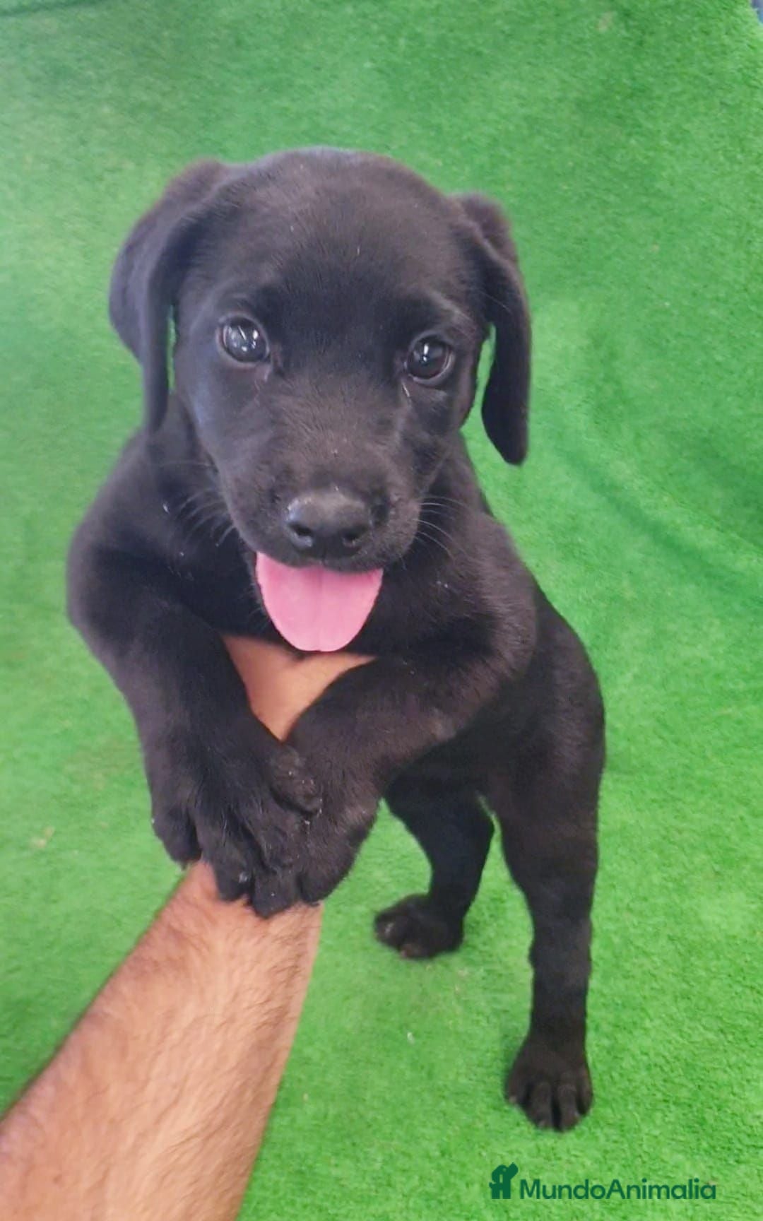 Labrador Retriever perros Labrador Retriever  - Anuncio 1
