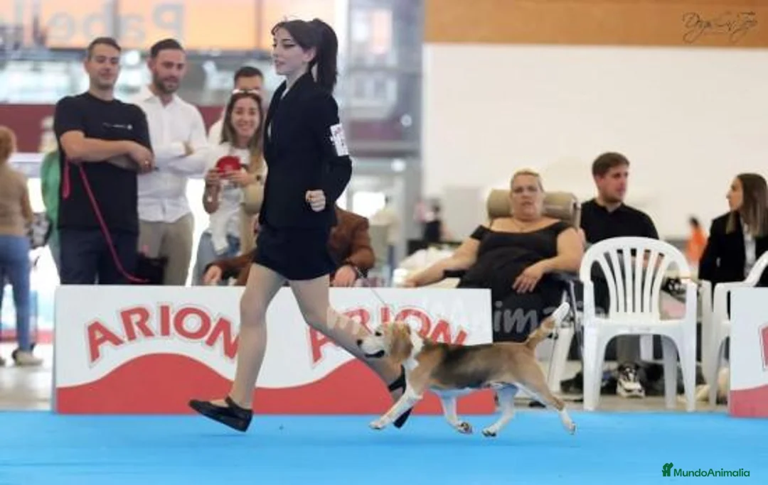 Imagen de galería {{count}}