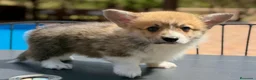 Welsh Corgi Pembroke perros en venta: comprar corgi en valencia madrid Barcelona pedigre - Anuncio 1