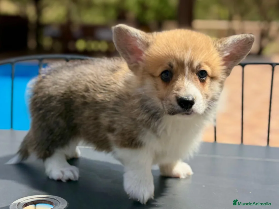 Welsh Corgi Pembroke perros en venta: comprar corgi en valencia madrid Barcelona pedigre - Anuncio 1