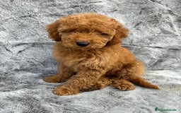 Caniche Enano perros en venta: Caniches miniatura - Imagen 4