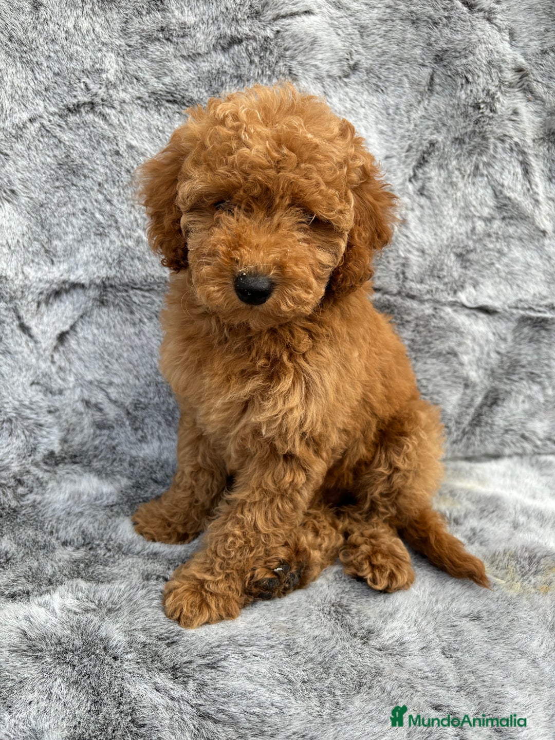 Caniche Enano perros en venta: Caniches miniatura - Imagen 4