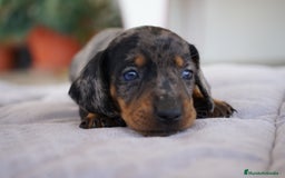 Teckel Miniatura perros en venta: 🐾 Florentina y Delfina – Teckel miniatura 🐾 - Imagen 2