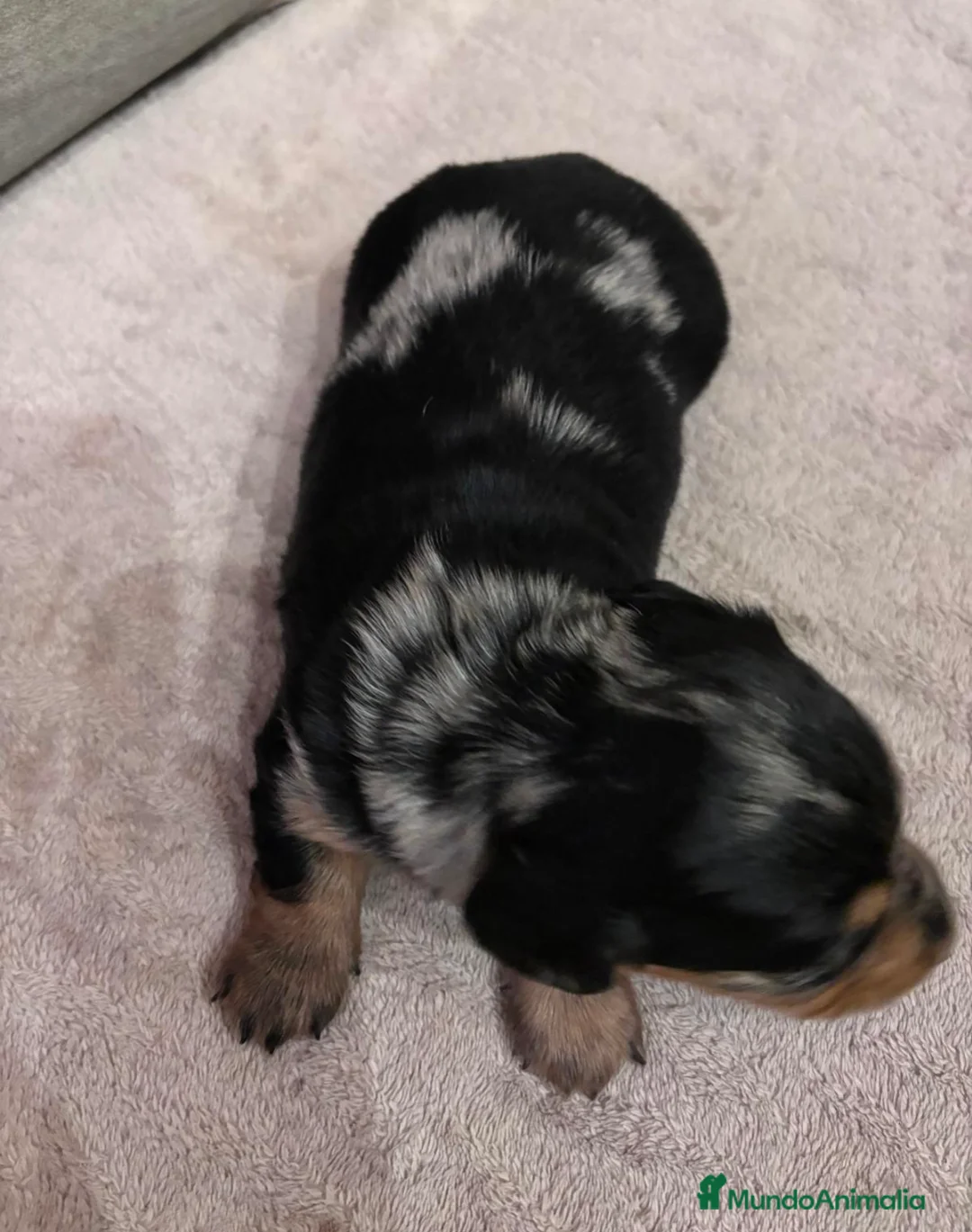 Teckel Miniatura perros en venta: Teckel pelo largo  - Anuncio 2