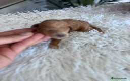 Caniche Toy perros en venta: CANICHE TOY HEMBRA - Imagen 9
