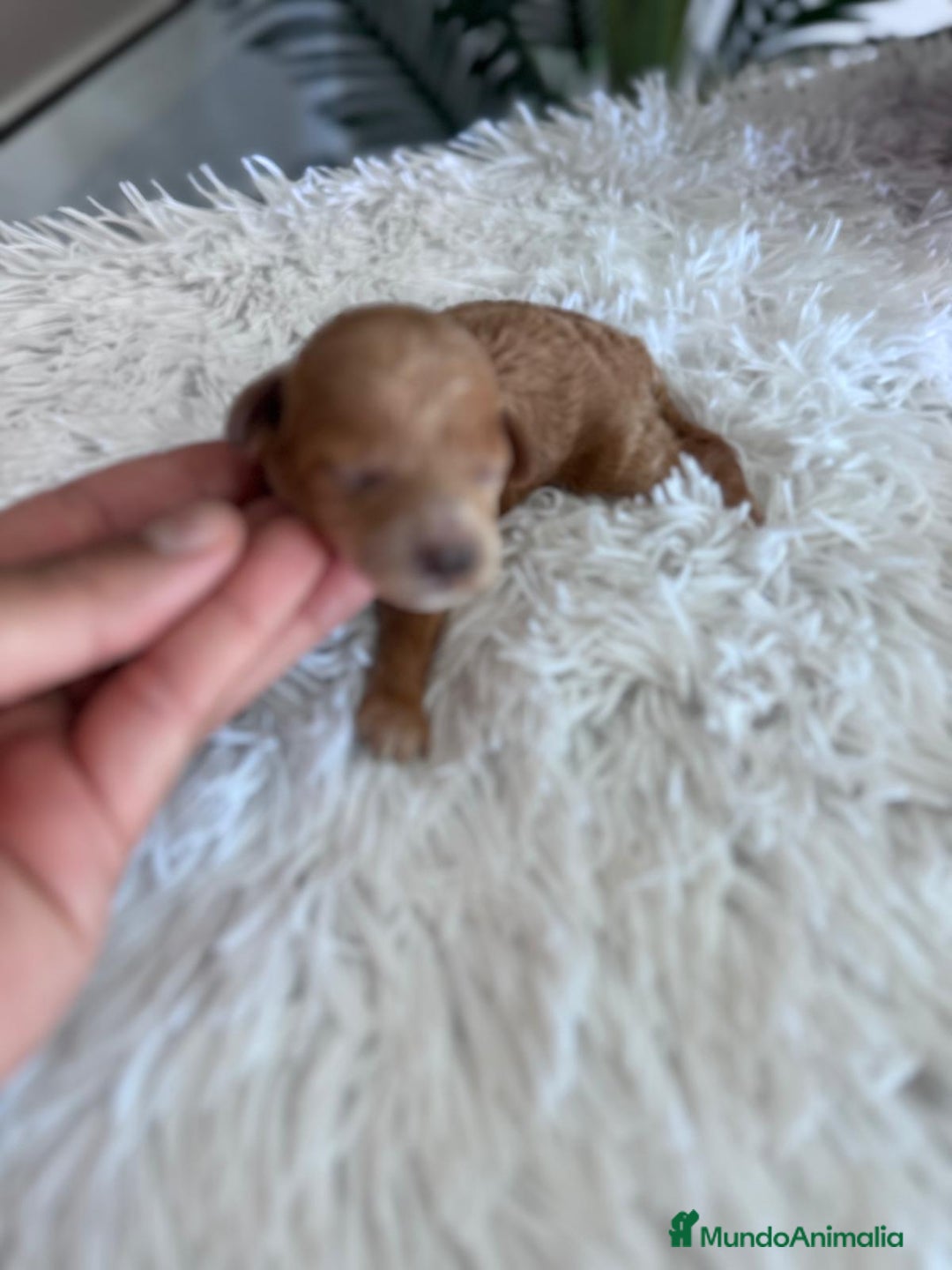 Caniche Toy perros en venta: CANICHE TOY HEMBRA - Imagen 9