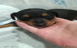 Teckel perros en venta: Macho de teke kaninchen  - Imagen 2