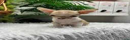 Chihuahua perros en venta: CHIHUAHUA HEMBRA - Anuncio 14
