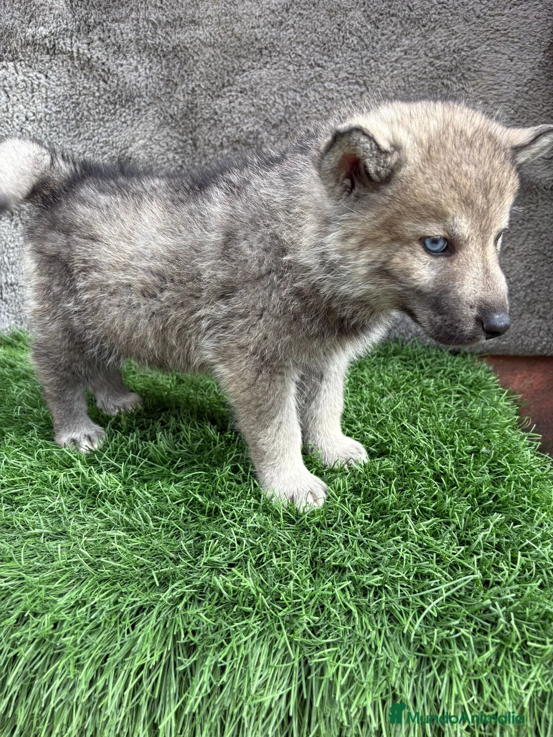 Husky Siberiano perros en venta: Macho de Husky siberiano agouti ojo azul  - Anuncio 14