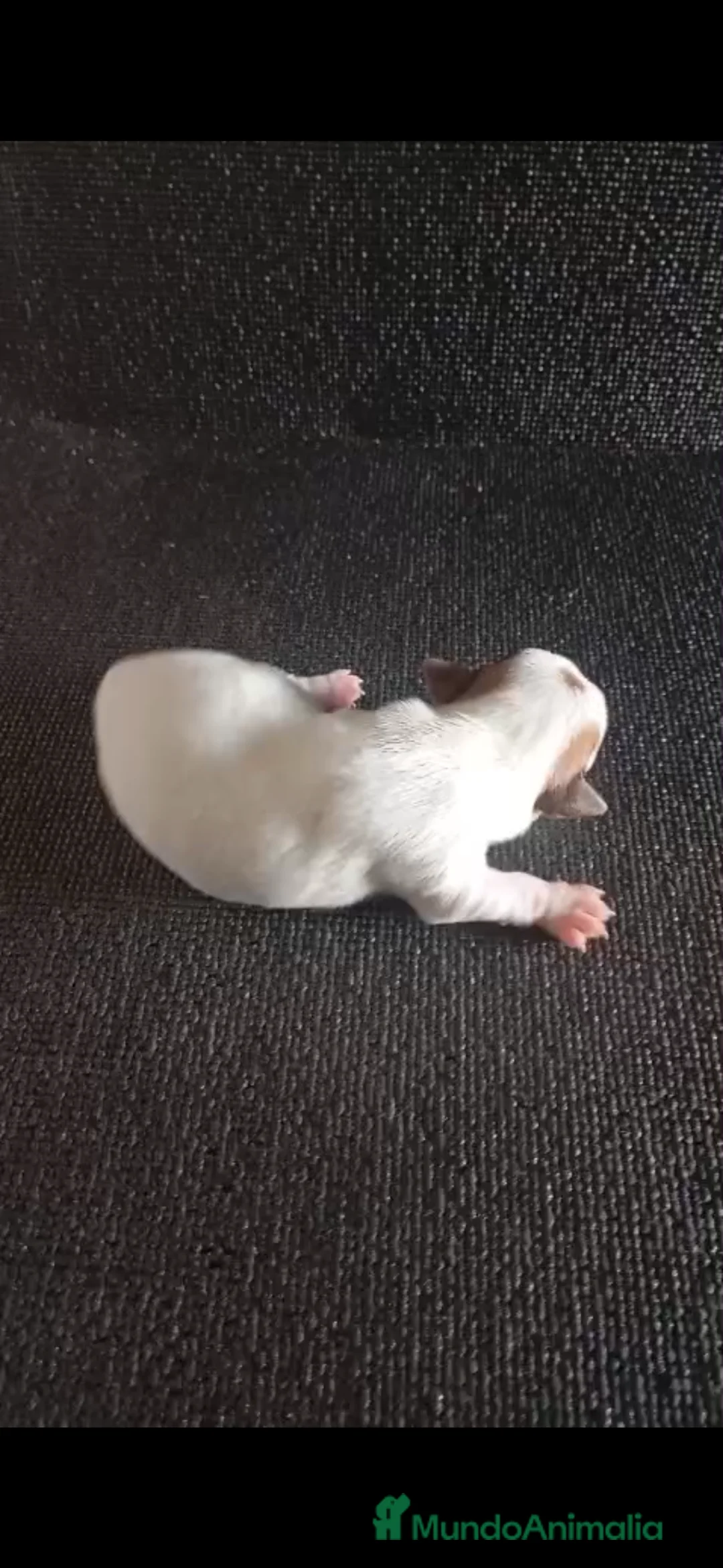 Jack Russell Terrier perros en venta: Camada de Jack Russell - Anuncio 4