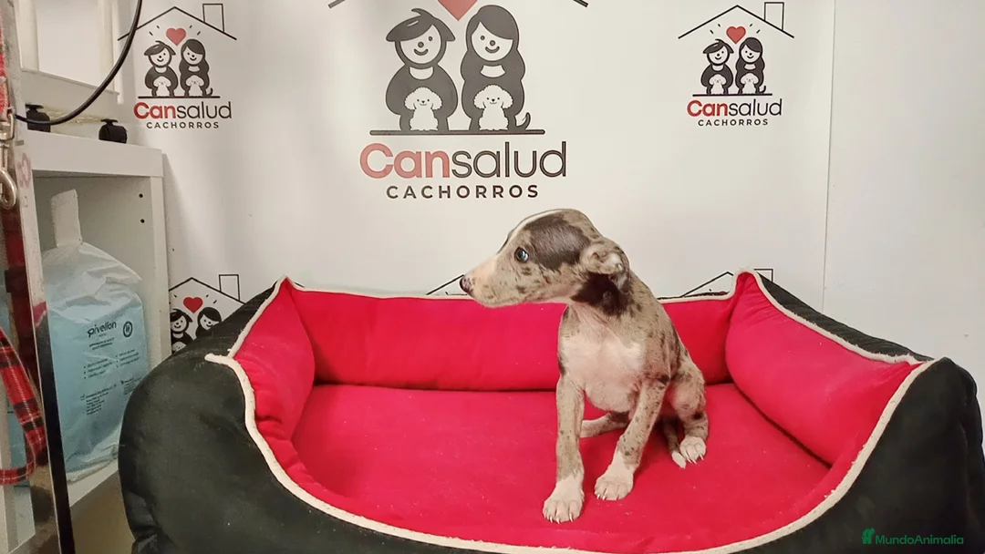 Whippet perros en venta: Whippet - Anuncio 2