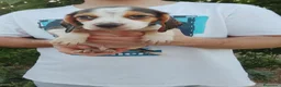 Beagle perros en venta: Beagle disponibles 🐶🐾 - Anuncio 5
