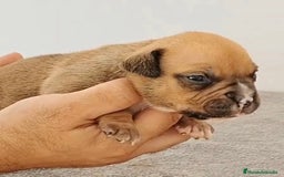 American Bully perros en venta: Cachorros de American Bully - Imagen 4