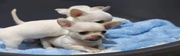Chihuahua perros en venta: Chihuahuas toy  - Anuncio 1