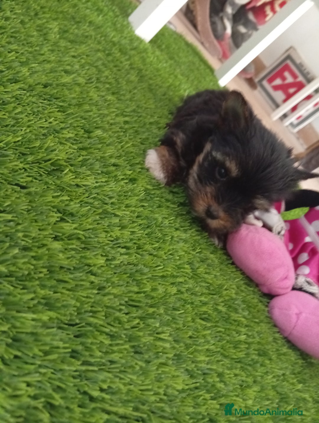 Yorkshire Terrier perros en venta: Precioso yorkshire mini toy  - Anuncio 4