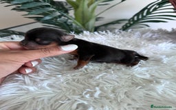 Yorkshire Terrier perros en venta: YORKSHIRE TERRIER MACHO  - Imagen 8