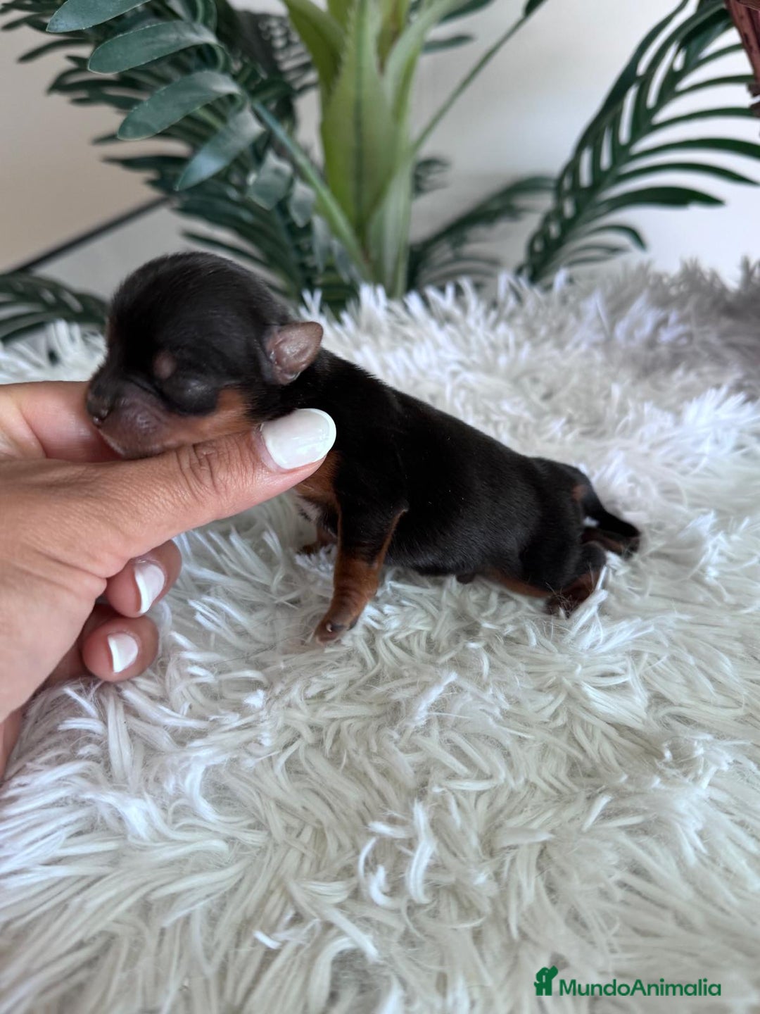 Yorkshire Terrier perros en venta: YORKSHIRE TERRIER MACHO  - Imagen 8
