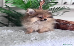 Pomerania perros en venta: POMERANIA HEMBRA MUY PEQUEÑITA - Imagen 3