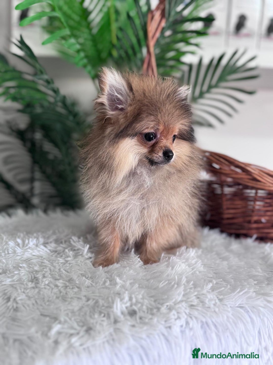 Pomerania perros en venta: POMERANIA HEMBRA MUY PEQUEÑITA - Imagen 3