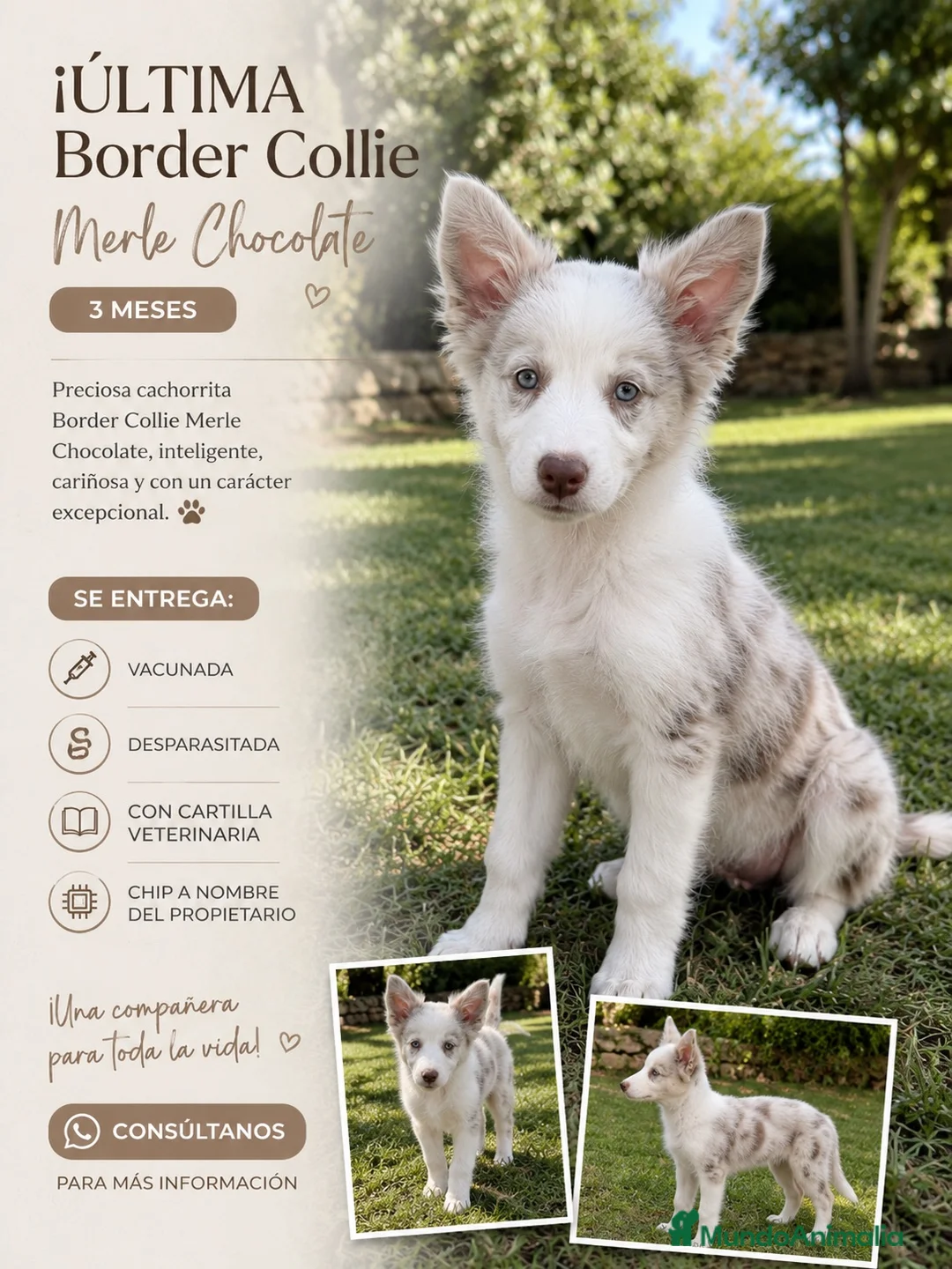 Border Collie perros en venta: BORDER COLLIE CHOCO MERLE – HEMBRA 🤎🐾 - Anuncio 1