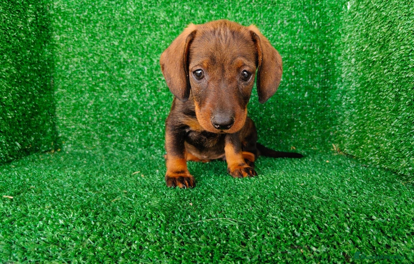 Teckel Miniatura perros teckel miniatura - Anuncio 1