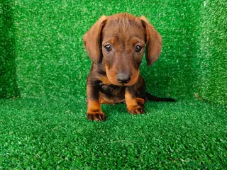 Teckel Miniatura perros teckel miniatura - Anuncio 2