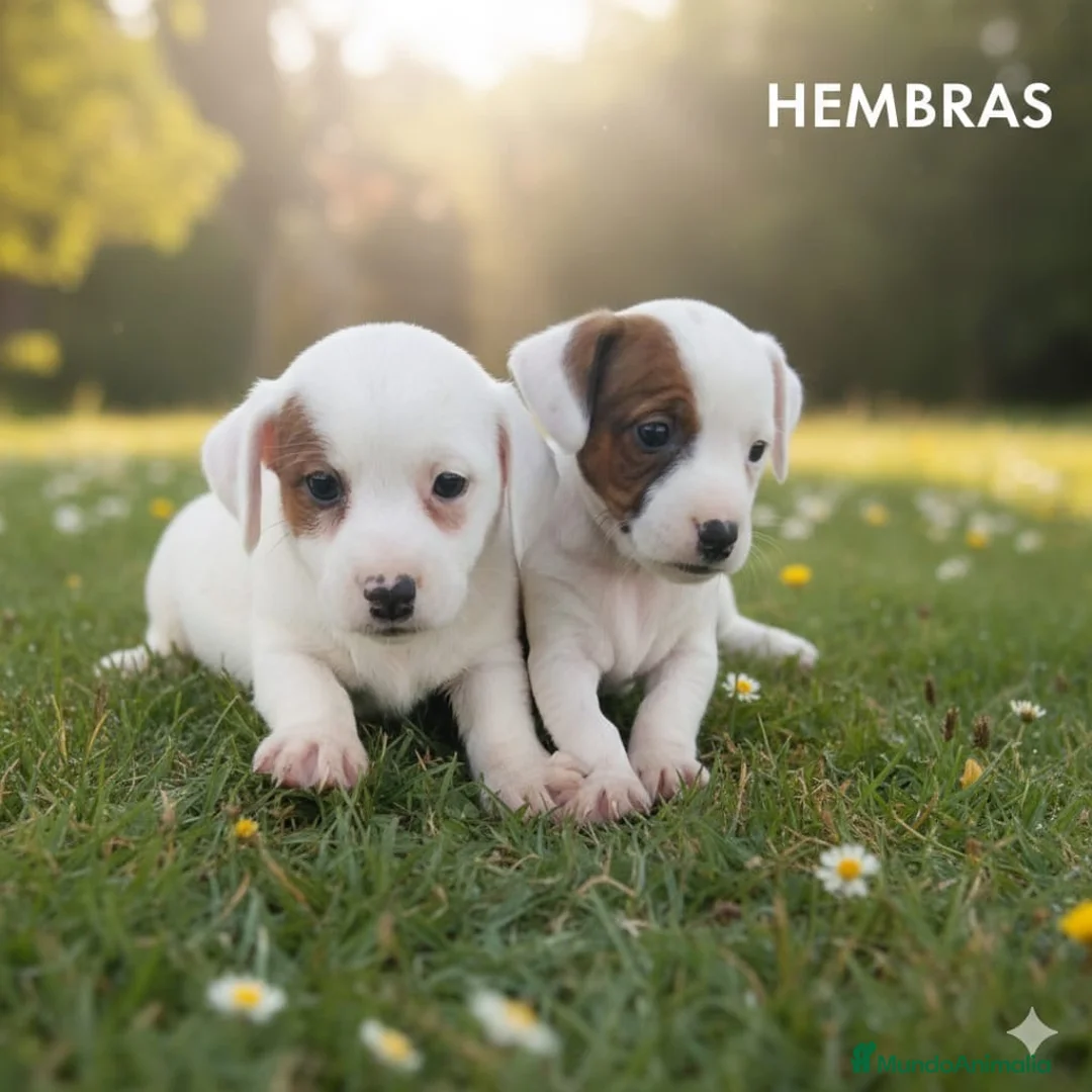Jack Russell Terrier perros en venta: Jack Russell Terrier de pelo corto - Anuncio 1