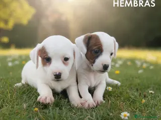 Jack Russell Terrier perros Jack Russell Terrier de pelo corto - Anuncio 2