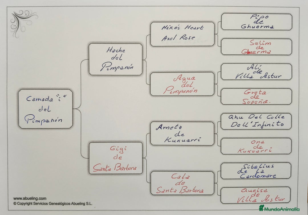 Boxer perros en venta: Bóxer del Pimpanón Camada "i" - Anuncio 3