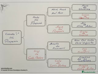 Boxer perros Bóxer del Pimpanón Camada "i" - Anuncio 22