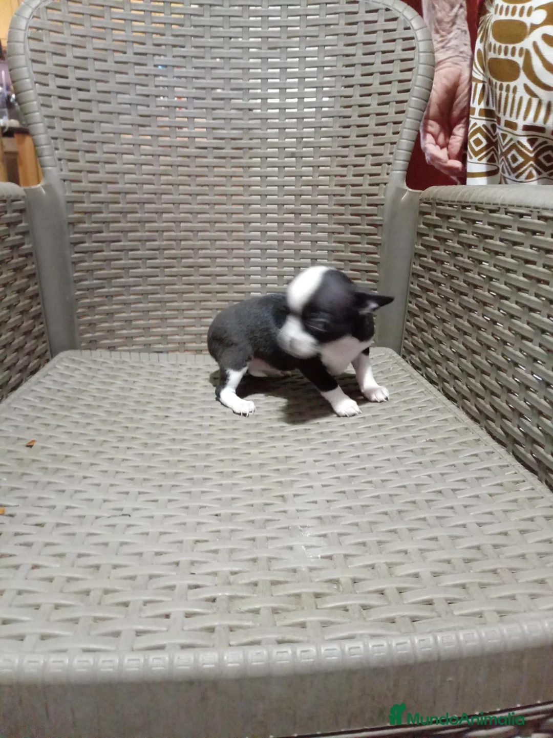 Chihuahua perros en venta: Chihuahua toy - Anuncio 5
