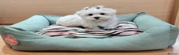 Bichón Maltés perros en venta: Bichón Maltés  - Anuncio 4