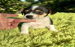 Jack Russell Terrier perros en venta: Jack Russell pata corta  - Imagen 4